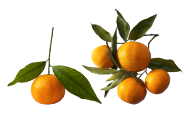 Citrus branch with leaves, isolated. Set of mandarins without background. Fresh Fruit. Superfood PNG. Vitamin.