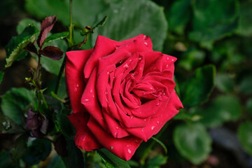 red rose in garden
