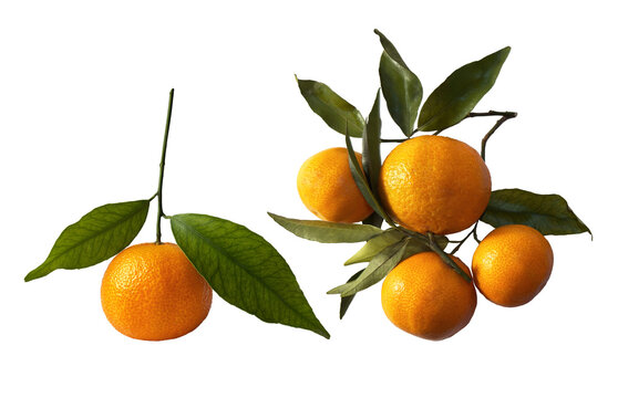 Citrus branch with leaves, isolated. Set of mandarins without background. Fresh Fruit. Superfood PNG. Vitamin.
