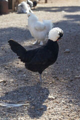 Black and white chickens on the farm
