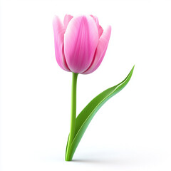 beautiful pink tulip with green stalk, isolated on white background, exuding freshness and