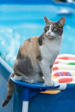 gata a la orilla de una piscina armable