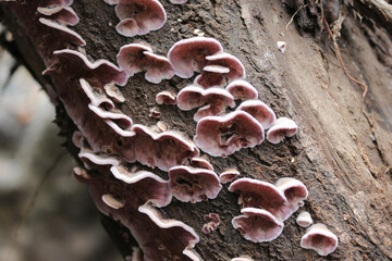 hongos en el tronco de un árbol