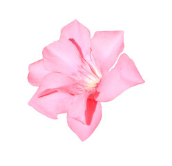 Oleander or Sweet Oleander or Rose Bay flowers. Close up pink flowers bouquet isolated on...