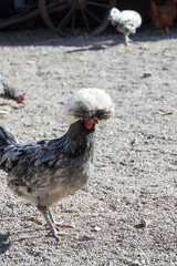 Black and white chicken on the farm