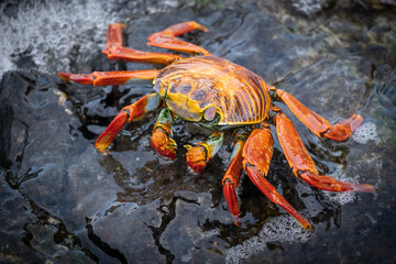 crab on the beach