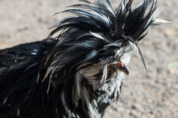 Black and white chicken close-up
