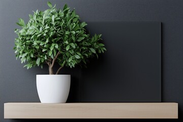 Fototapeta premium Potted ficus plant on a minimalist wooden shelf with dark backdrop