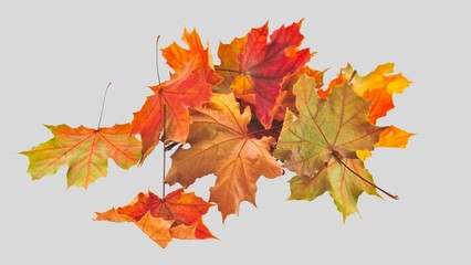 Fall leaves isolated on white background collection. Set of autumn leaves, use as base for your own composing purposes.