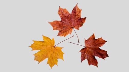 Fall leaves isolated on white background collection. Set of autumn leaves, use as base for your own composing purposes.