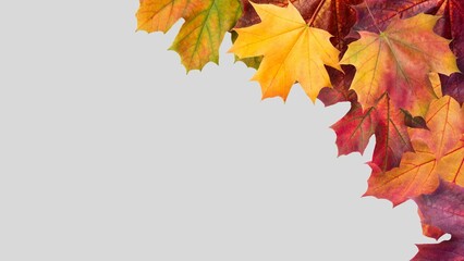 Autumn leaves background. Fall leaves isolated