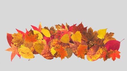 Autumn leaves background. Fall leaves isolated