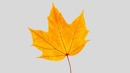 Autumn leaf cutout. single dried up fall leaf top view . white birch leaf . maple leaf flat lay isolated on white background. Orange fall autumn leaf