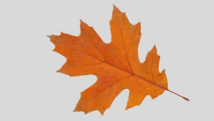 Autumn leaf cutout. single dried up fall leaf top view . white birch leaf . maple leaf flat lay isolated on white background. Orange fall autumn leaf