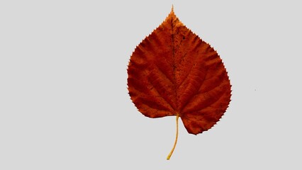 Autumn leaf cutout. single dried up fall leaf top view . white birch leaf . maple leaf flat lay isolated on white background. Orange fall autumn leaf