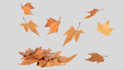 Autumn leaves background. Fall leaves isolated