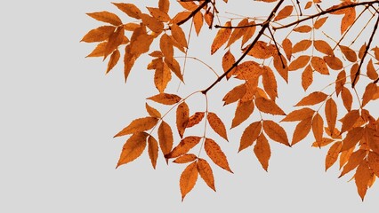 Autumn leaves background. Fall leaves isolated