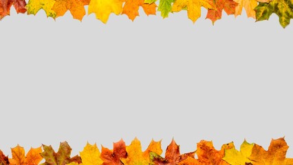 Autumn leaves background. Fall leaves isolated