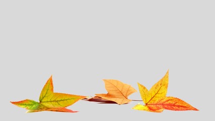 Autumn leaves background. Fall leaves isolated