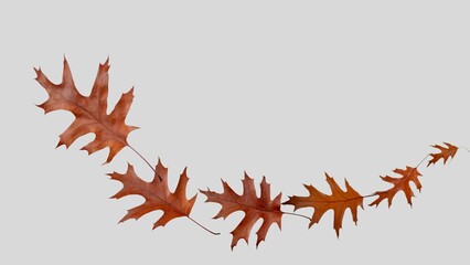 Fall leaves isolated on white background collection. Set of autumn leaves, use as base for your own composing purposes.