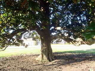 trees in the park
