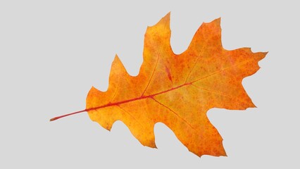 Autumn leaf cutout. single dried up fall leaf top view . white birch leaf . maple leaf flat lay isolated on white background. Orange fall autumn leaf