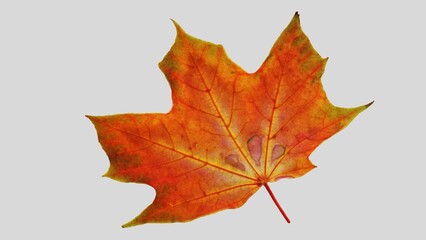 Autumn leaf cutout. single dried up fall leaf top view . white birch leaf . maple leaf flat lay isolated on white background. Orange fall autumn leaf