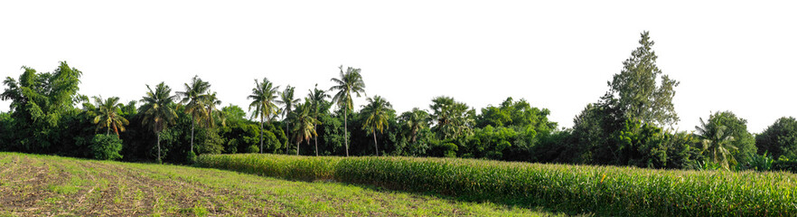 Obraz premium Forest and foliage in summer isolated on transparent background with cut path and alpha channel, high resolution.