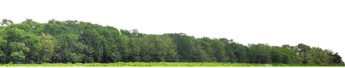 Forest and foliage in summer isolated on transparent background with cut path and alpha channel, high resolution.