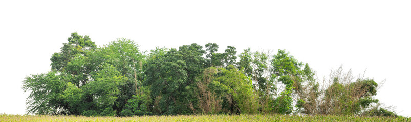 Forest and foliage in summer isolated on transparent background with cut path and alpha channel, high resolution.