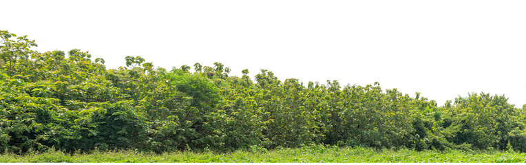 Forest and foliage in summer isolated on transparent background with cut path and alpha channel, high resolution.