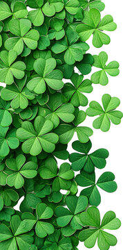 Vibrant green clovers in natural arrangement