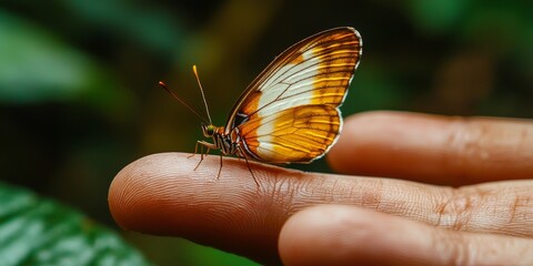 Closeup of Orange Butterfly on Fingertip Nature Wildlife Insect Macro Photography