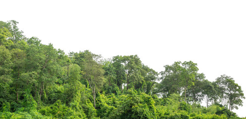 Forest and foliage in summer isolated on transparent background with cut path and alpha channel, high resolution.