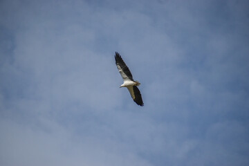 A white-bellied sea eagle soaring in the sky among the clouds. Photographed in the western part of Singapore.