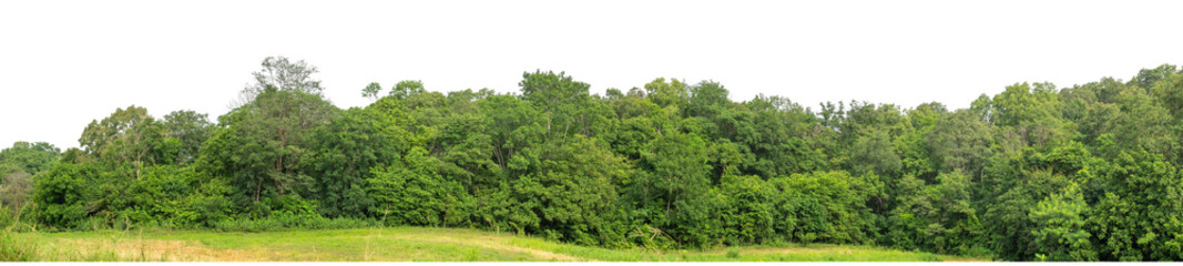 Forest and foliage in summer isolated on transparent background with cut path and alpha channel, high resolution.