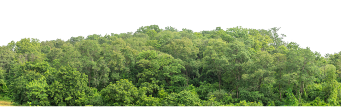 Forest and foliage in summer isolated on transparent background with cut path and alpha channel, high resolution.
