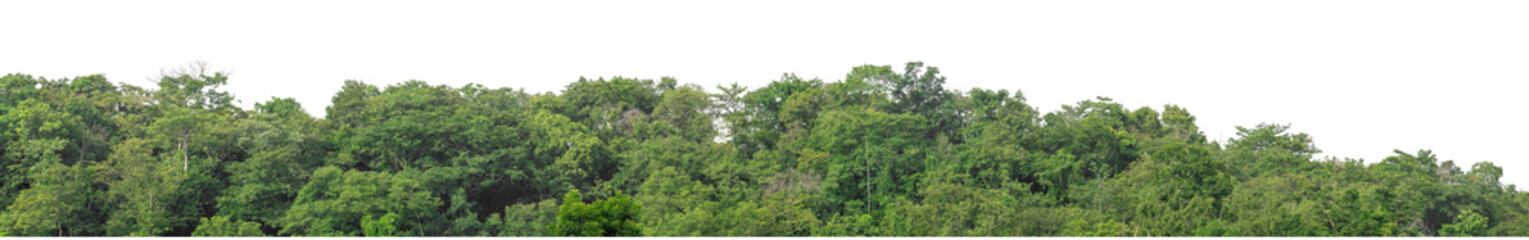 Forest and foliage in summer isolated on transparent background with cut path and alpha channel, high resolution.