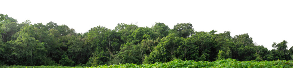 Forest and foliage in summer isolated on transparent background with cut path and alpha channel, high resolution.