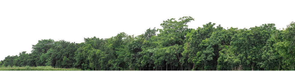 Forest and foliage in summer isolated on transparent background with cut path and alpha channel, high resolution.