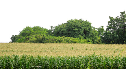 Obraz premium Forest and foliage in summer isolated on transparent background with cut path and alpha channel, high resolution.