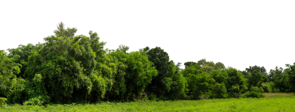 Forest and foliage in summer isolated on transparent background with cut path and alpha channel, high resolution.