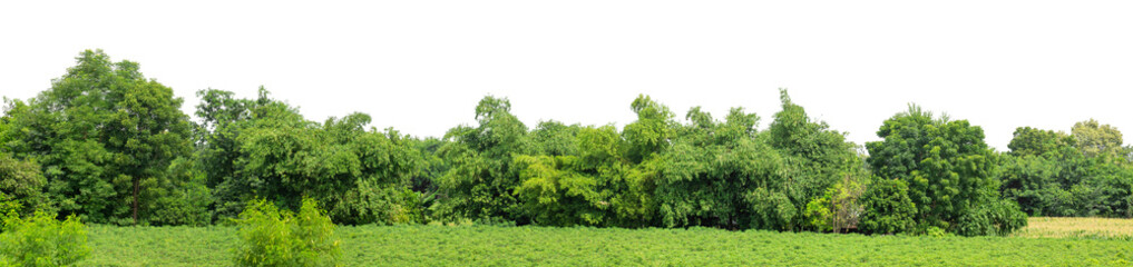 Forest and foliage in summer isolated on transparent background with cut path and alpha channel, high resolution.