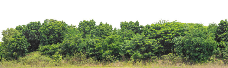 Forest and foliage in summer isolated on transparent background with cut path and alpha channel, high resolution.