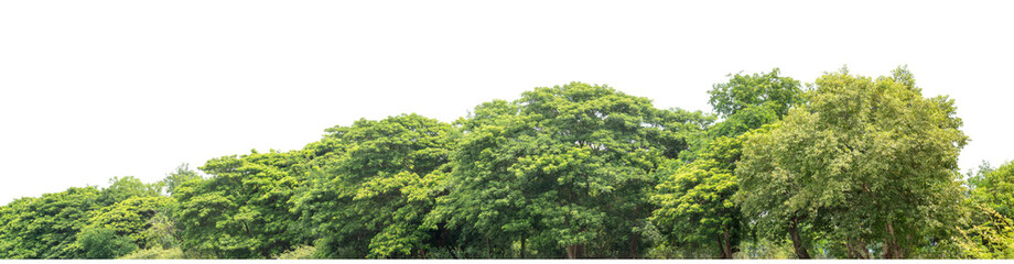 Forest and foliage in summer isolated on transparent background with cut path and alpha channel, high resolution.
