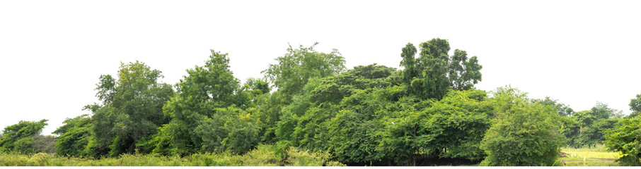 Forest and foliage in summer isolated on transparent background with cut path and alpha channel, high resolution.