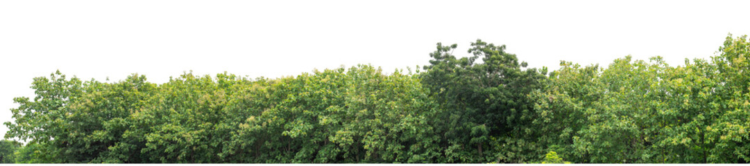 Green trees isolated are forest on transparent background. Forest and foliage in summer with cut path and alpha channel, high resolution.