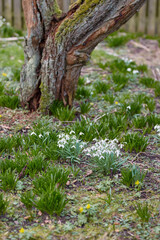 Tree, flowers and plants for growth, environment and green grass or lawn outdoor. Botany background, snowdrop blossom and leaves in park or floral backyard for spring nature morning and bloom