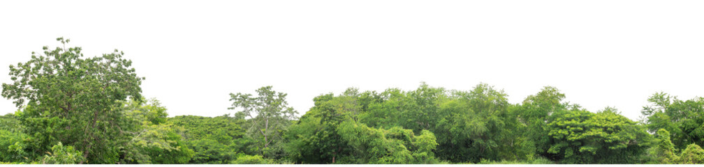 Green trees isolated are forest on transparent background. Forest and foliage in summer with cut path and alpha channel, high resolution.