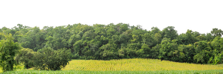 Green trees isolated are forest on transparent background. Forest and foliage in summer with cut...